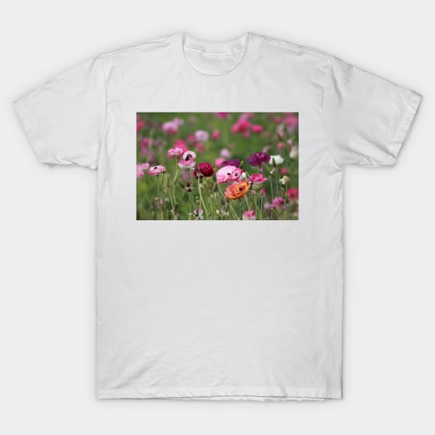 Jelly Bean Colored Ranunculus T-Shirt by ButterflyInTheAttic